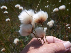 Eriophorum virginicum