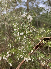 Styphelia setigera