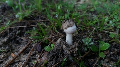 Amanita torrendii