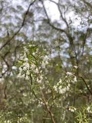 Styphelia setigera