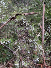 Styphelia setigera