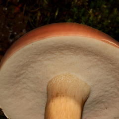 Tylopilus rubrobrunneus