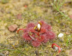 Drosera aberrans