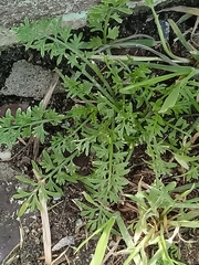 Lepidium didymum