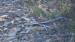Malurus cyaneus