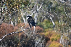 Strepera versicolor melanoptera