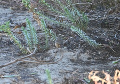 Sericornis frontalis