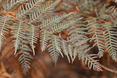 Pteridium esculentum