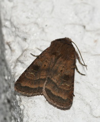 Diarsia rubi