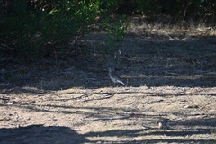 Colluricincla harmonica