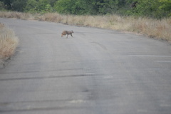 Caracal caracal