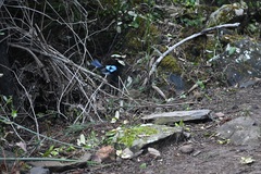 Malurus cyaneus