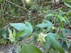 Passiflora suberosa