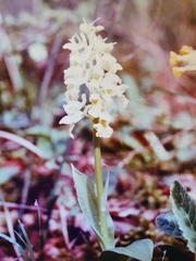 Orchis pallens
