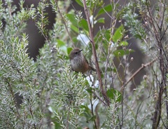 Acanthiza pusilla