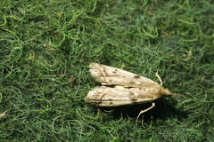 Phycitodes binaevella
