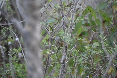 Acanthiza pusilla