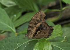 Melanitis leda