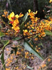 Podolobium ilicifolium