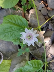 Passiflora vesicaria