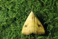 Rivula sericealis