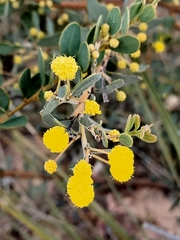 Acacia brachybotrya