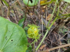 Passiflora vesicaria