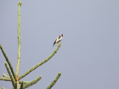 Carduelis carduelis