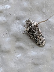Catonia nava