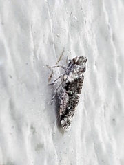 Catonia nava