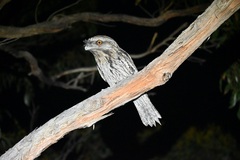 Podargus strigoides
