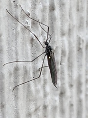 Gnophomyia tristissima