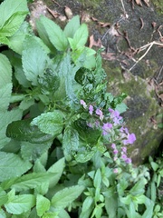 Teucrium