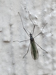 Gnophomyia tristissima