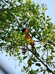 Icterus icterus