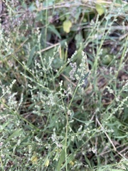 Atriplex patula