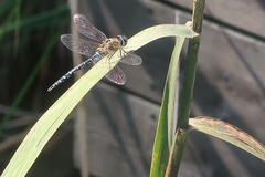 Aeshna mixta