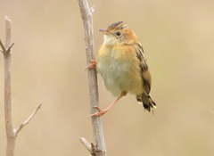 Cisticola exilis