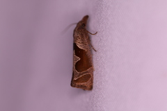 Pelochrista similiana