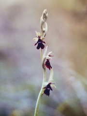 Ophrys insectifera insectifera