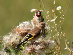 Carduelis carduelis