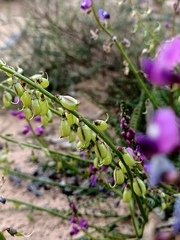 Swainsona microphylla