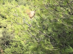 Pinus halepensis