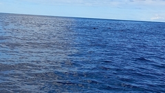 Globicephala macrorhynchus