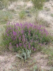 Swainsona microphylla