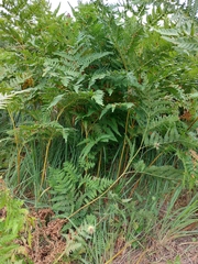 Pteridium