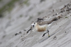 Charadrius obscurus aquilonius