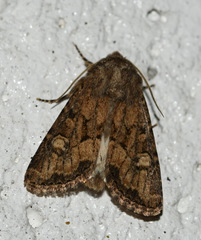 Luperina testacea