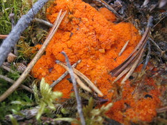 Byssonectria terrestris