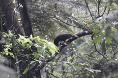 Nestor meridionalis septentrionalis